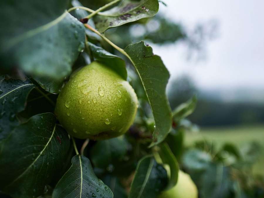 étude agriculture