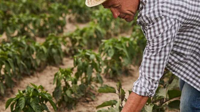 agriculture_peche_etude_sectorielle