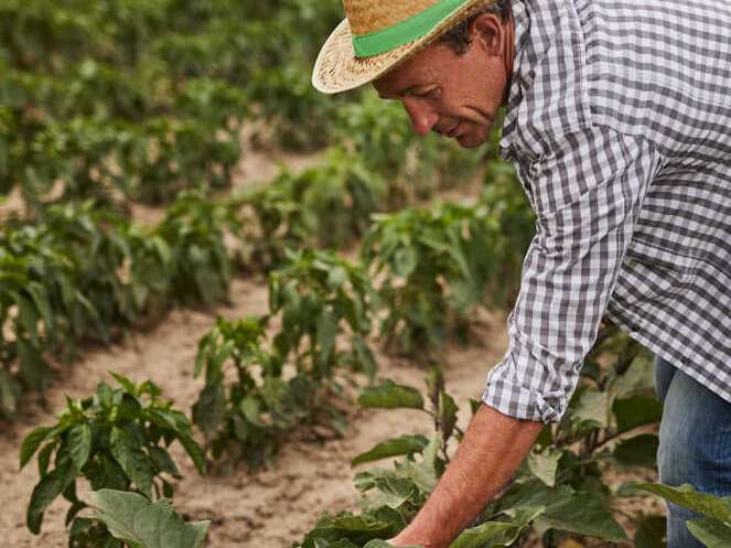agriculture_peche_etude_sectorielle